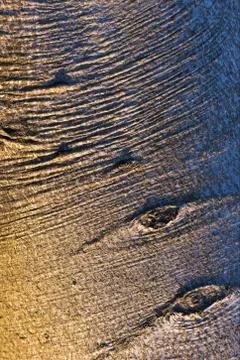 Closeup of a beech tree bark Stock Photos