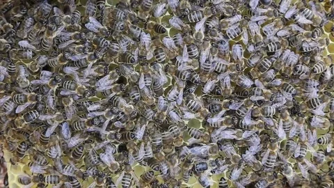 Closeup of a beehive Stock Footage 71191769