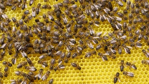 Closeup of a beehive with many bees working on it Stock Footage 215035569