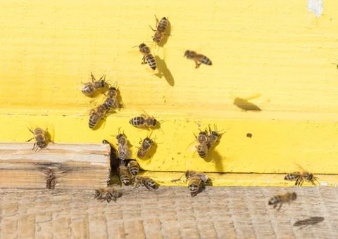 Closeup of a beehive Stock Photos