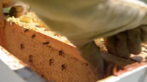 Closeup of beekeeper removing honeycomb frame from hive. Stock Footage 58882475
