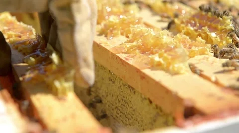 Closeup of beekeeper removing honeycomb frame from hive. 스톡 동영상 58882527