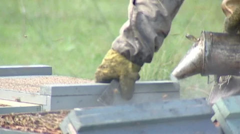 Closeup of Beekeeper Smoking Hive Boxes Stock Footage 98261414