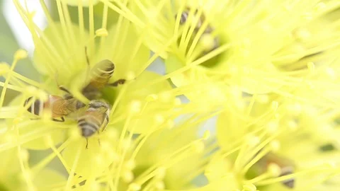 The closeup bees are looking for sweet water Stock Footage 110985549