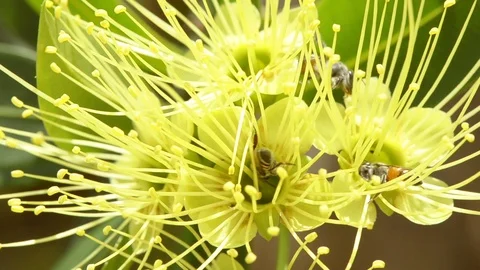 The closeup bees are looking for sweet water Stock Footage 110985672