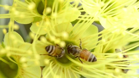 The closeup bees are looking for sweet water Stock Footage 110993486