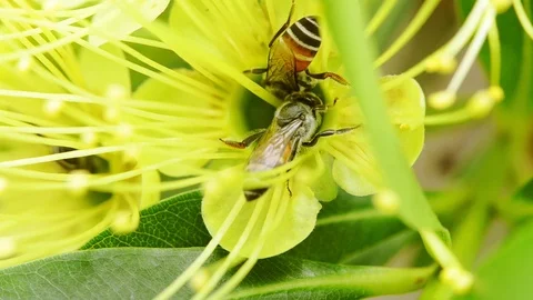 The closeup bees are looking for sweet water Stock Footage 110993491
