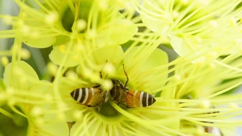 The closeup bees are looking for sweet water Stock Footage 110993504