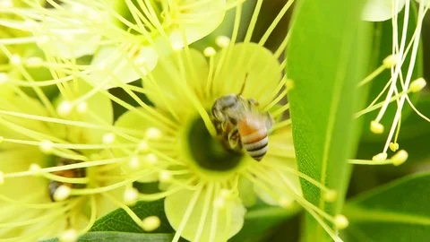 The closeup bees are looking for sweet water Stock Footage 110993631