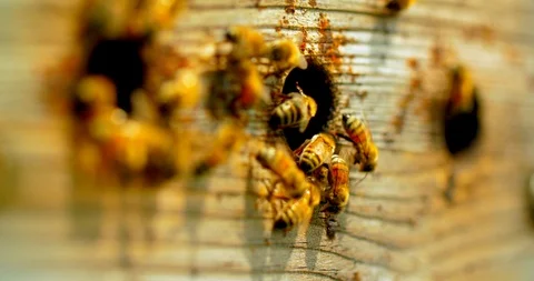 Closeup of Bees in a Beekeeping Pod Vidéo 98883229