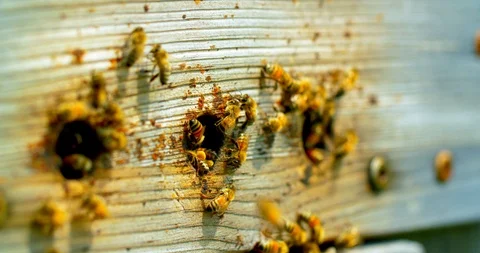 Closeup of Bees in a Beekeeping Pod Vidéo 98883241
