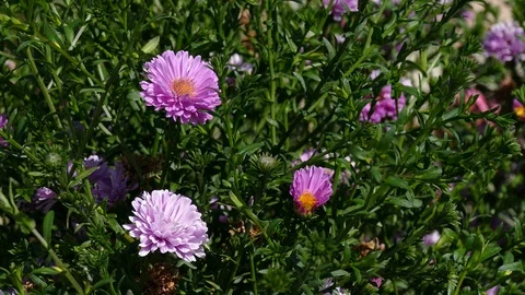 Closeup of bees collect pollen and nectar from aromatic aster Stock Footage 86493022