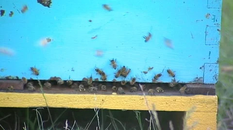Closeup of Bees Crawling on Hive Box Stock Footage 93202035
