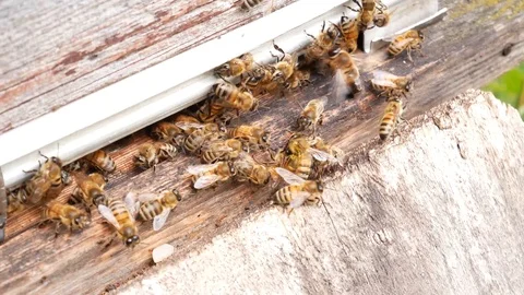 Closeup of bees enter to beehive in summer day. Bees in front of hive entrance Stock Footage 113184372