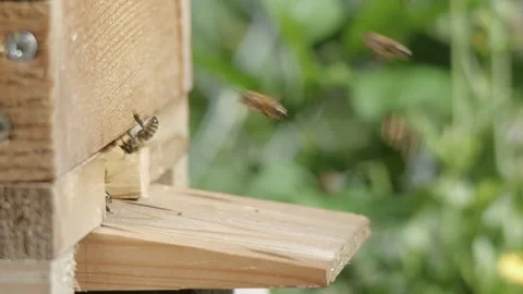 Closeup of bees entering and leaving a warré hive entry Video stock 280140267
