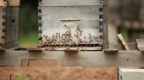 Closeup of Bees 動画素材 594272