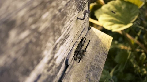 Closeup bees in the hive Video stock 94316451