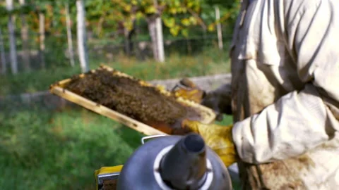 Closeup of bees in hive making honey Stock Footage 233897693