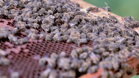 Closeup of bees in hive making honey Stock Footage 233898293