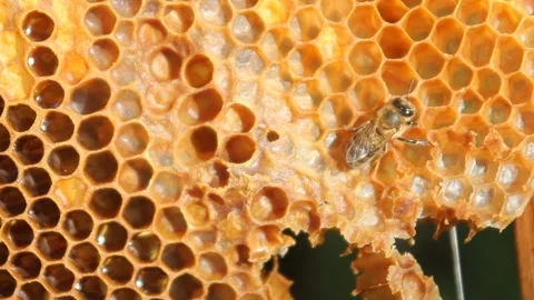 Closeup of bees on honeycomb in apiary Stock Footage