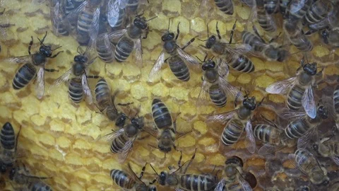 Closeup of bees on honeycomb in apiary Video stock 107429855
