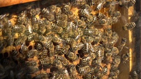 Closeup of bees on honeycomb in apiary Video stock 107430922