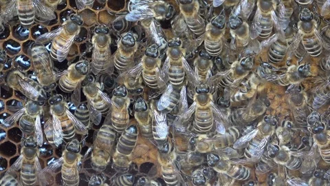 Closeup of bees on honeycomb in apiary Video stock 107432845