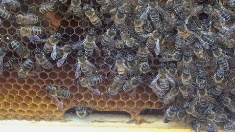 Closeup of bees on honeycomb in apiary Video stock 107433771