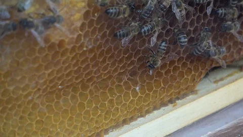 Closeup of bees on honeycomb in apiary Video stock 107434160
