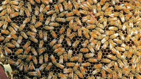 Closeup of bees on honeycomb in apiary. Stock Footage 304648131