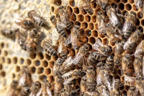 Closeup of bees on honeycomb in apiary frame Honey bee selective focus Stock Photos