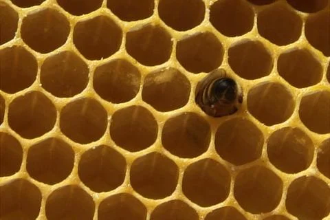 Closeup of bees on honeycomb in apiary Stock Photos