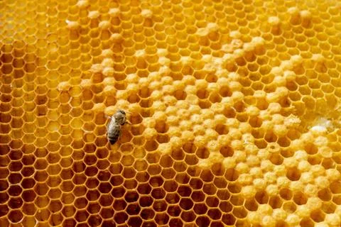 Closeup of bees on honeycomb in apiary - selective focus, copy space Stock Photos