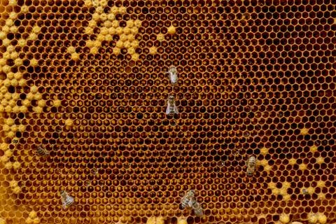 Closeup of bees on honeycomb in apiary - selective focus, copy space Stock Photos