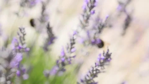 Closeup of bees pollinator insects in lavender flowers Stock Footage 199869431