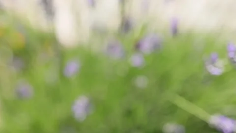 Closeup of bees pollinator insects in lavender flowers Stock Footage 199869476