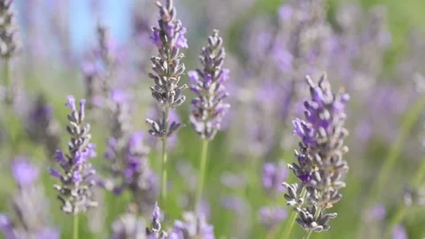 Closeup of bees pollinator insects in lavender flowers Vídeos de archivo 199869595