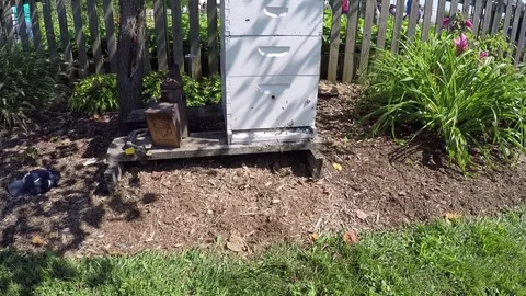 Closeup of bees swarming into a beehive Stock-Footage 78252638