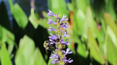 Closeup Bees at Work Stock Footage 42309643