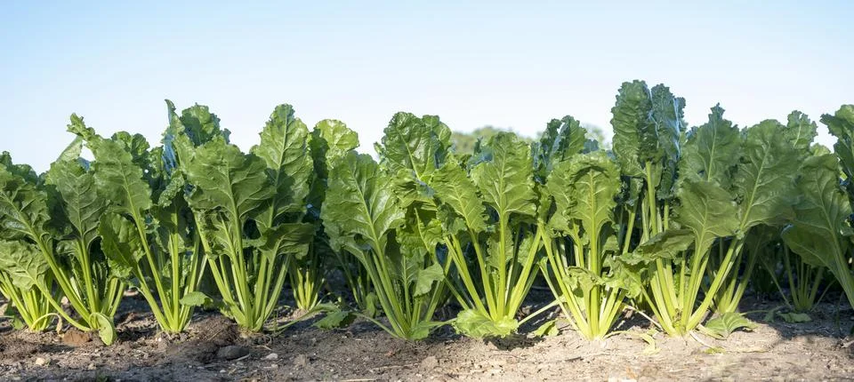 Closeup of beet plants in field under blue sky Stock Photos