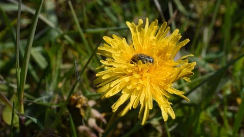 Closeup of the beetle Stock Footage 127718079