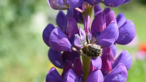 Closeup of the beetle Stock Footage 130434380