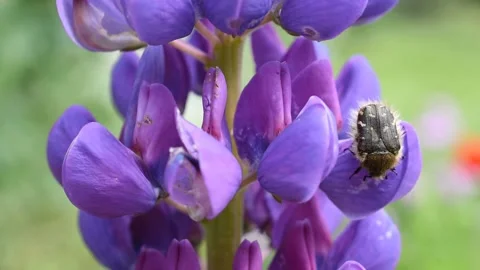 Closeup of the beetle Stock Footage 130572334