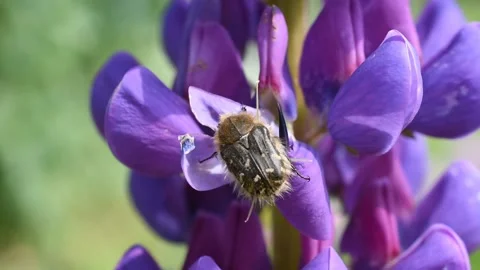 Closeup of the beetle Stock Footage 130758131
