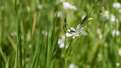 Closeup of a beetle Stock Footage 153093224