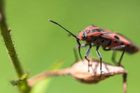 Closeup of a beetle insect 스톡 사진