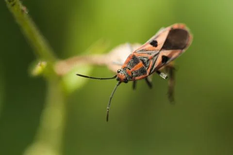 Closeup of a beetle insect 스톡 사진