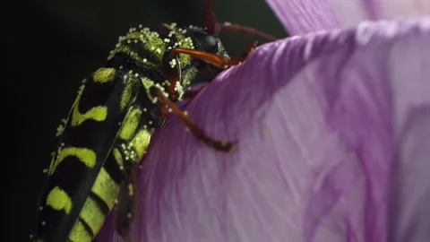 Closeup Beetle Pollinating Hollyhock Graded - Ungraded Video stock 138989403