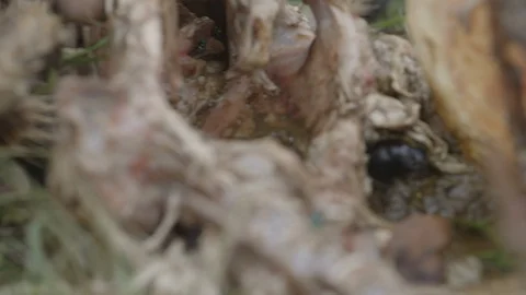 Closeup of a beetle walking along a carcass Video stock 93679389