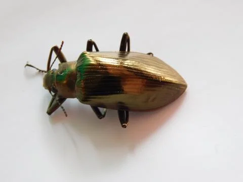 Closeup of a beetle on white background Foto stock